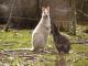 Bruny Island Safaris White Wallaby
 - Bruny Island Foods,Sightseeing & Lighthouse Tour- Incl Lunch Bruny Island Safaris