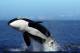 Margaret River/SW Tours, Cruises, Sightseeing and Touring - Killer Whale Expedition