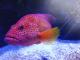 Coral cod
 - Aquarium by Sunrise Cairns Aquarium