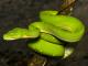 Green tree python - Marine Life Encounter Cairns Aquarium