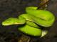 Green tree python
 - Aquarium by Twilight Tour Cairns Aquarium