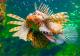 Lionfish - Marine Life Encounter Cairns Aquarium