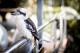 Calabash Bay Lodge - Kookaburra
 - Calabash Bay Lodge