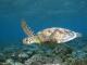 Turtles
 - Calypso Half Day Tour to Low Isles - Morning Calypso Snorkel & Dive