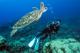 Diver with turtle
 - Day Cruise to Great Barrier Reef - 1 Certified Dive w/ TRF Calypso Snorkel & Dive