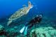 Diver with turtle
 - Day Cruise to Great Barrier Reef - 1 Certified Dive w/ TRF Calypso Snorkel and Dive