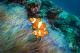Clownfish
 - Day Cruise to Great Barrier Reef - 1 Certified Dive w/ TRF Calypso Snorkel & Dive