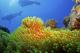 Divers & marine life
 - Day Cruise to Great Barrier Reef - 2 Certified Dives w/ TRF Calypso Snorkel and Dive