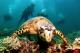Divers & turtle
 - Day Cruise to Great Barrier Reef - 2 Certified Dives w/ TRF Calypso Snorkel & Dive