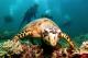 Divers & turtle
 - Day Cruise to Great Barrier Reef - 2 Certified Dives w/ TRF Calypso Snorkel and Dive