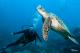Turtles  - Day Cruise to Great Barrier Reef - 2 Certified Dives w/ TRF Calypso Snorkel & Dive