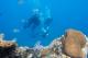 Divers & marine life
 - Day Cruise to Great Barrier Reef - Introductory Dive w/ TRF Calypso Snorkel and Dive