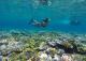 Snorkelling over coral
 - Day Cruise to Great Barrier Reef - Snorkeller w/ Transfers Calypso Snorkel & Dive