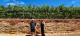 Checking out the famous soils of Coonawarra
 - Coonawarra Unearthed - Full Day Wine Tour Coonawarra Experiences