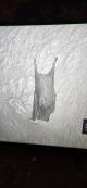 Tiny bats live within the Naracoorte Caves
 - Coonawarra Unearthed - Full Day Wine Tour Coonawarra Experiences