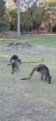 Meet the locals at the Naracoorte Caves
 - Coonawarra Unearthed - Full Day Wine Tour Coonawarra Experiences