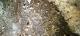 Tiny fossil bones
 - Coonawarra Unearthed - Full Day Wine Tour Coonawarra Experiences