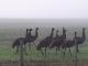 Emus at Caroline Hills Winery in Mt Gambier
 - Coonawarra Unearthed - Full Day Wine Tour Coonawarra Experiences