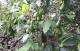 Caroline Hills Winery Gardens
 - Coonawarra Unearthed - Full Day Wine Tour Coonawarra Experiences