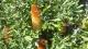 Caroline Hills Winery Gardens
 - Coonawarra Unearthed - Full Day Wine Tour Coonawarra Experiences