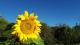 Caroline Hills Winery Gardens
 - Coonawarra Unearthed - Full Day Wine Tour Coonawarra Experiences