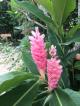 garden
 - Coral Inn Yeppoon