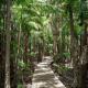 Rainforest Walk
 - Crystalbrook Byron