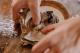 Live Pearl Harvest
 - LUSTRE TOUR Cygnet Bay Pearl Farm