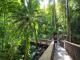 Boardwalk through the rainforest
 - Mossman Gorge & Daintree Rainforest Tour - DT7:20am Daintree Tours
