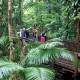 Cape Tribulation & Daintree Rainforest Day Tour
 - Mossman Gorge & Daintree Rainforest Tour - DT7:20am Daintree Tours