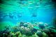 Living Reef
 - Port of Airlie to Daydream Island - return Daydream Island Resort