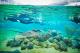 Living Reef
 - Port of Airlie to Daydream Island - return Daydream Island Resort