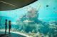 Underwater Observatory
 - Port of Airlie to Daydream Island - return Daydream Island Resort