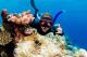 Great Barrier Reef
 - Great Barrier Reef Snorkel Day Trip Divers Den