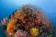 Beautiful Coral on the GBR
 - Great Barrier Reef Certified Dive Day Trip - 3 Dives Divers Den