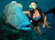 Diving
 - Get High Package - Snorkel - ex Cairns Hotel Down Under Cruise and Dive