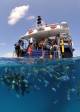 Boat  - Get High Package - Snorkel - ex Nthn Beaches Hotel Down Under Cruise and Dive