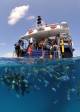 Boat  - Evolution Outer Reef + Heli Flight - Dive - ex Jetty Down Under Cruise and Dive