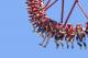 Gold Coast Attractions and Theme Parks Tickets - 2 Day Dreamworld + Skypoint