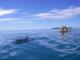 Dolphin Kayaking Tour
 - Whale Watching Ocean Kayaking & BT 4X4 - Deprt Rainbow Beach Epic Ocean Adventures Rainbow Beach