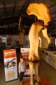 Dinosaur leg bone
 - Australian Dinosaur Giants Tour Eromanga Natural History Museum