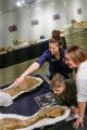 See the dinosaur fossils - Australian Dinosaur Giants Tour Eromanga Natural History Museum