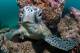 Western Australia Tours, Cruises, Sightseeing and Touring - Outer Reef or Muiron Islands Snorkel Tour - ex Sal Salis