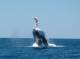 WA Country Tours, Cruises, Sightseeing and Touring - Humpback Whalewatching Sunset Gulf Tour