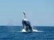 The Gascoyne Tours, Cruises, Sightseeing and Touring - Deluxe Humpback Whale Swim Tour