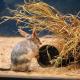 The Bilby Experience
 - Experience Charleville Icons Pass - Bonus Offer Experience Charleville