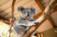 Sydney City and surrounds Attractions and Theme Parks Tickets - Adult Admission