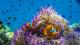 Coral & Anemone 
 - All Inclusive trip to Frankland Islands - ex Cairns Frankland Island Reef Cruises