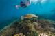 Snorkeller & Turtle
 - All Inclusive trip to Frankland Islands - ex Cairns Frankland Island Reef Cruises