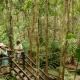 Central Station rainforest, Fraser Island
 - K'gari Explorer Day Tour ex Rainbow Beach K'gari Explorer Tours